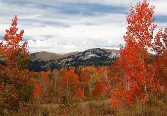 Colorado Fall Foliage: Wonderful Autumn View