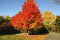 Fall Foliage Vacation in New England